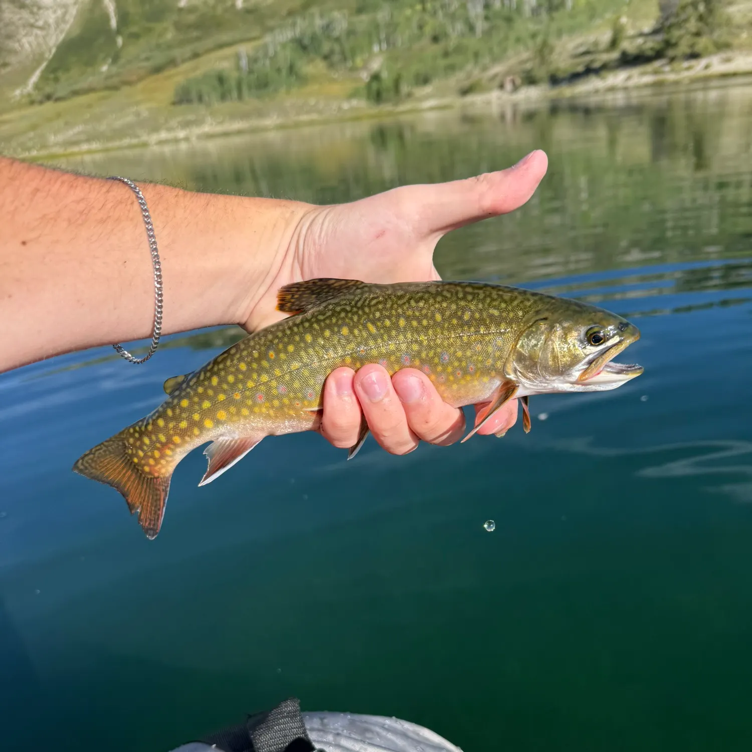 Brook trout caught on Fishbrain