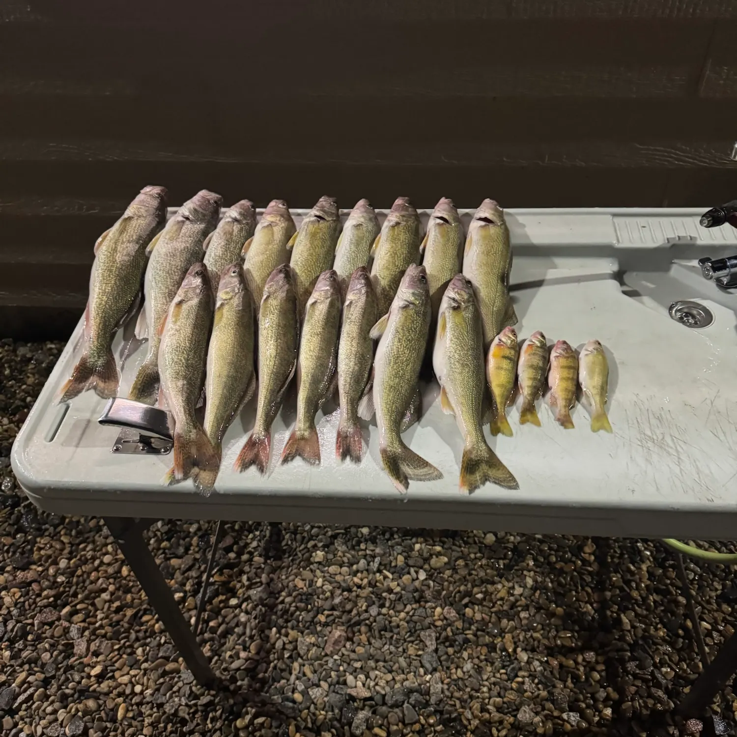 Walleye caught on Fishbrain