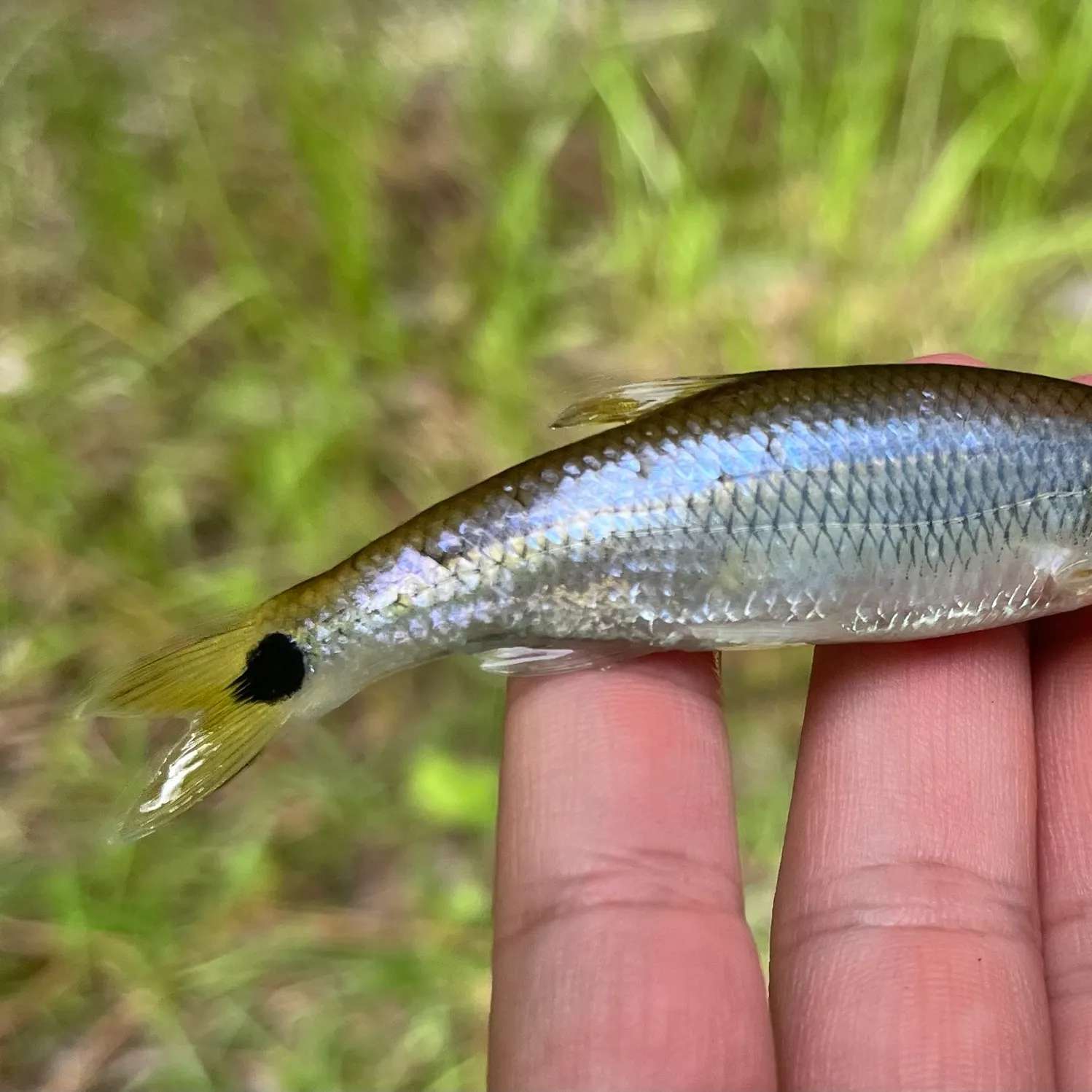 The most recent Slender blacktail shiner catches on Fishbrain
