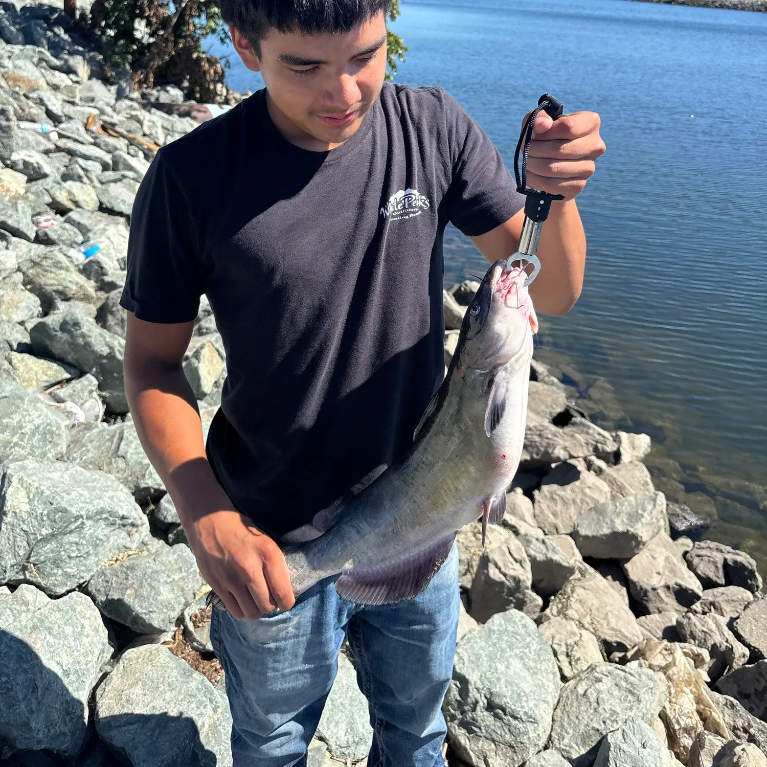 Channel catfish caught on Fishbrain
