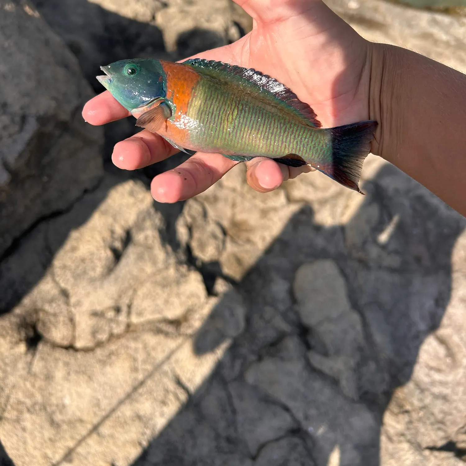 The most recent Saddle wrasse catches on Fishbrain