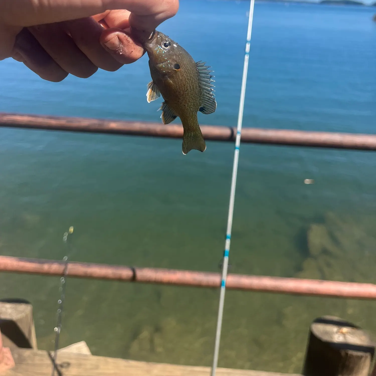 Green sunfish caught on Fishbrain