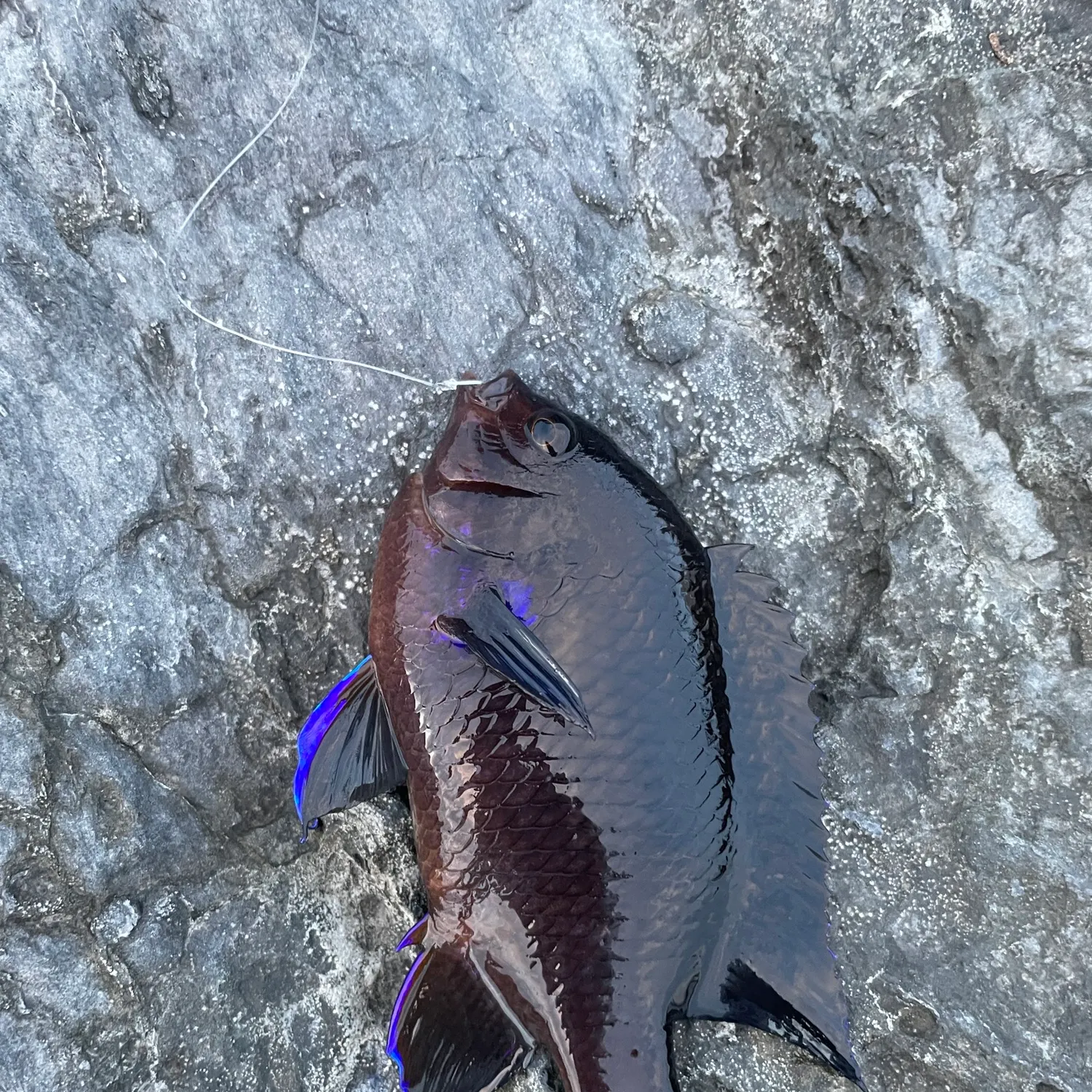 The most recent Canary damsel catches on Fishbrain