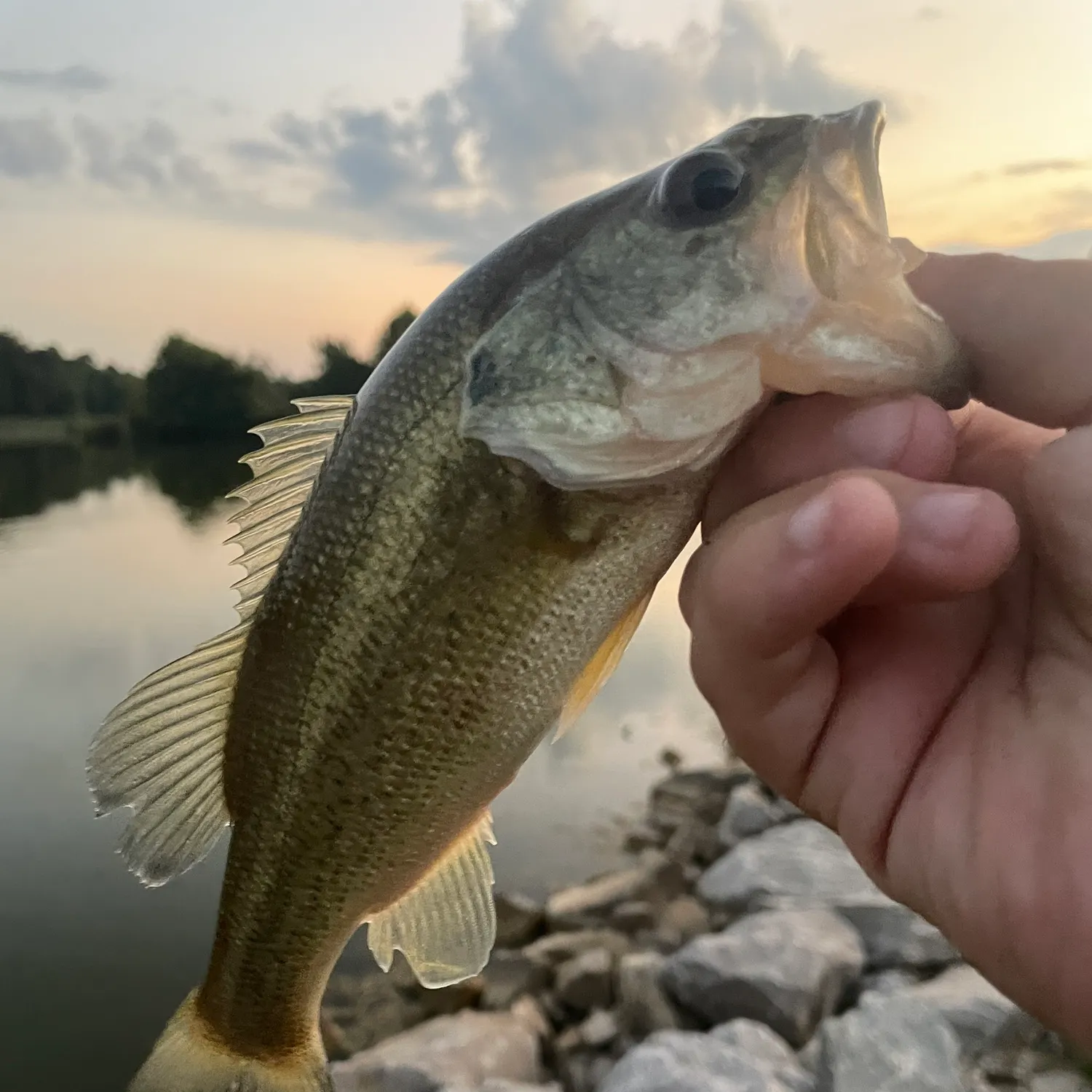 Largemouth bass caught on Fishbrain