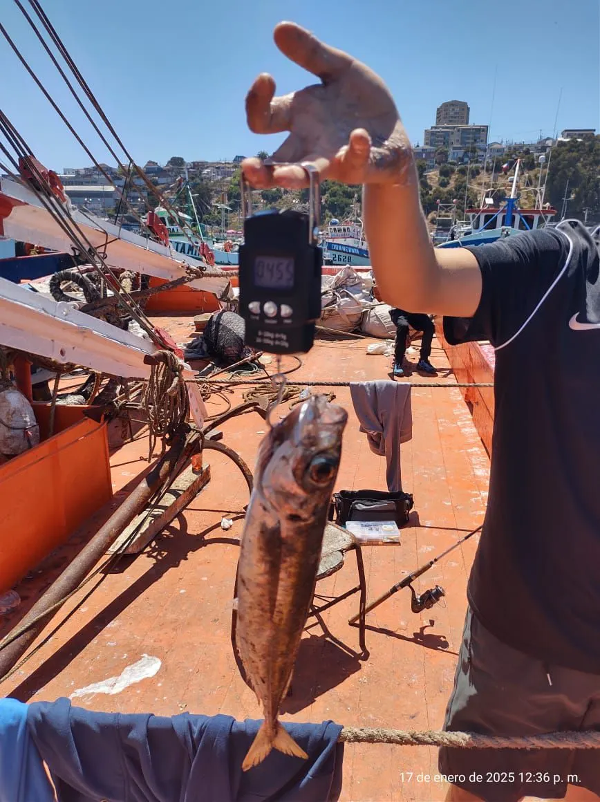 Chilean jack mackerel