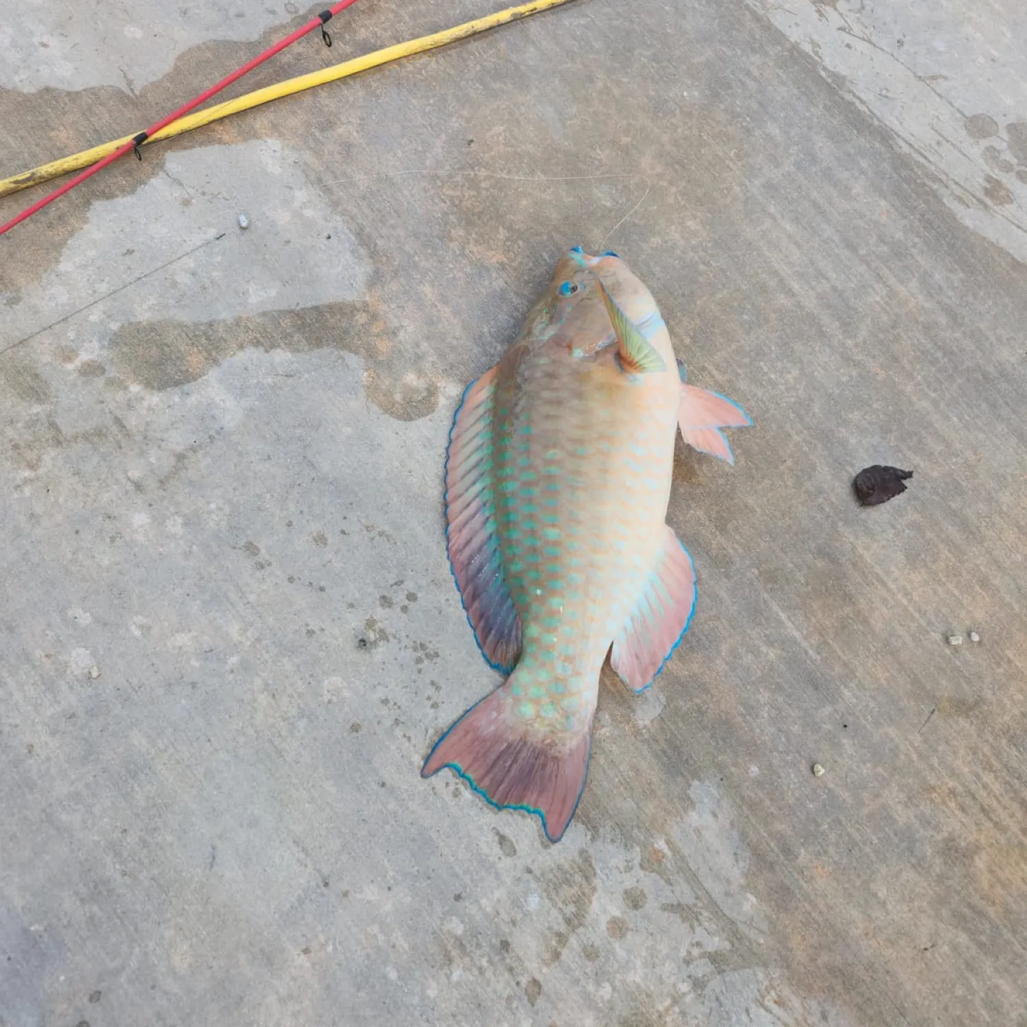 The most popular recent Queen parrotfish catch on Fishbrain