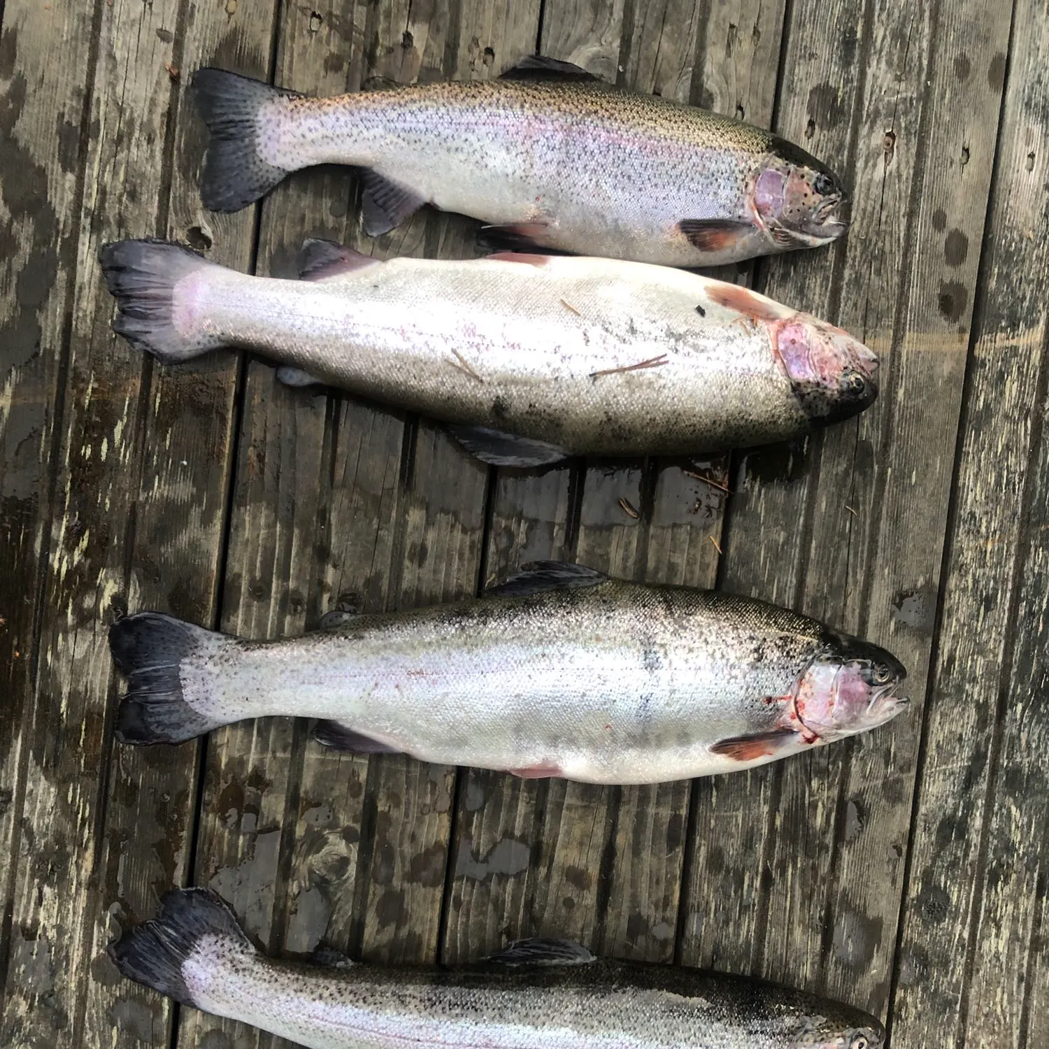 recently logged catches