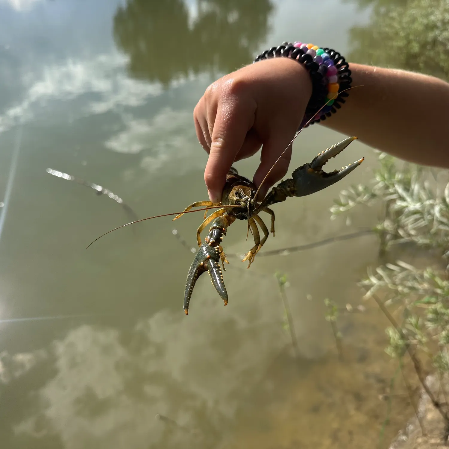 The most recent Signal crayfish catches on Fishbrain