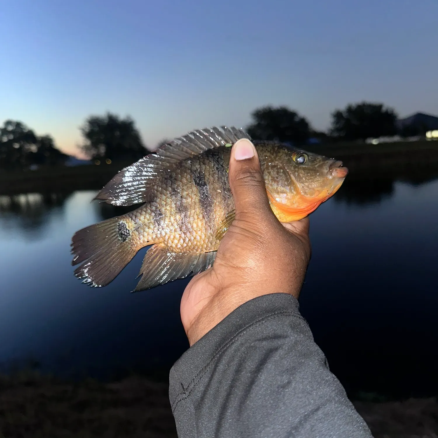 Redbelly tilapia caught on Fishbrain