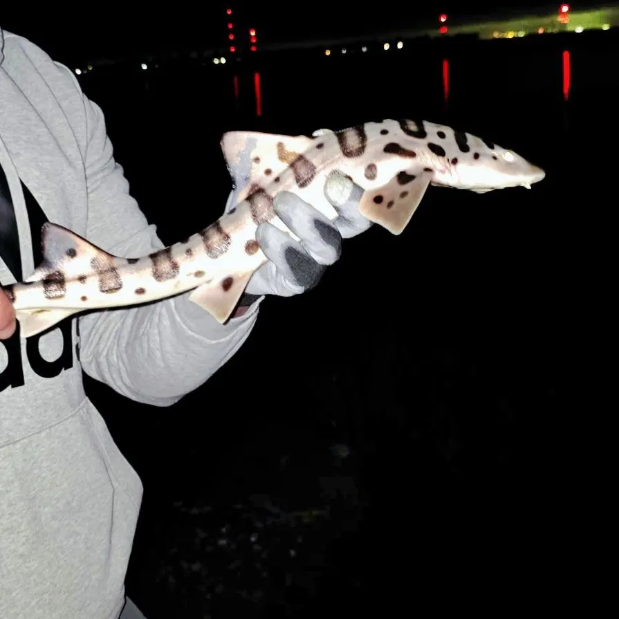 Leopard shark caught on Fishbrain