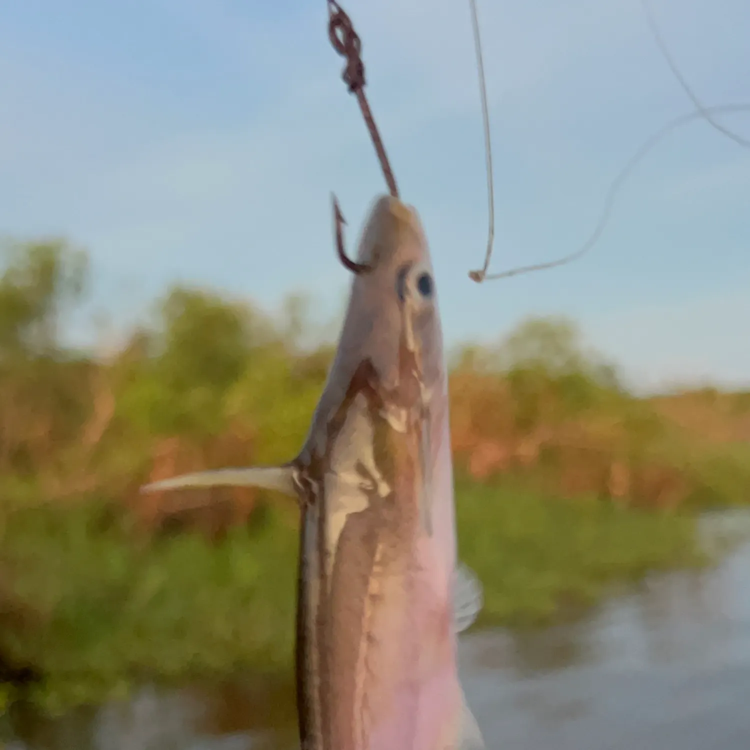 The most recent Silond catfish catches on Fishbrain