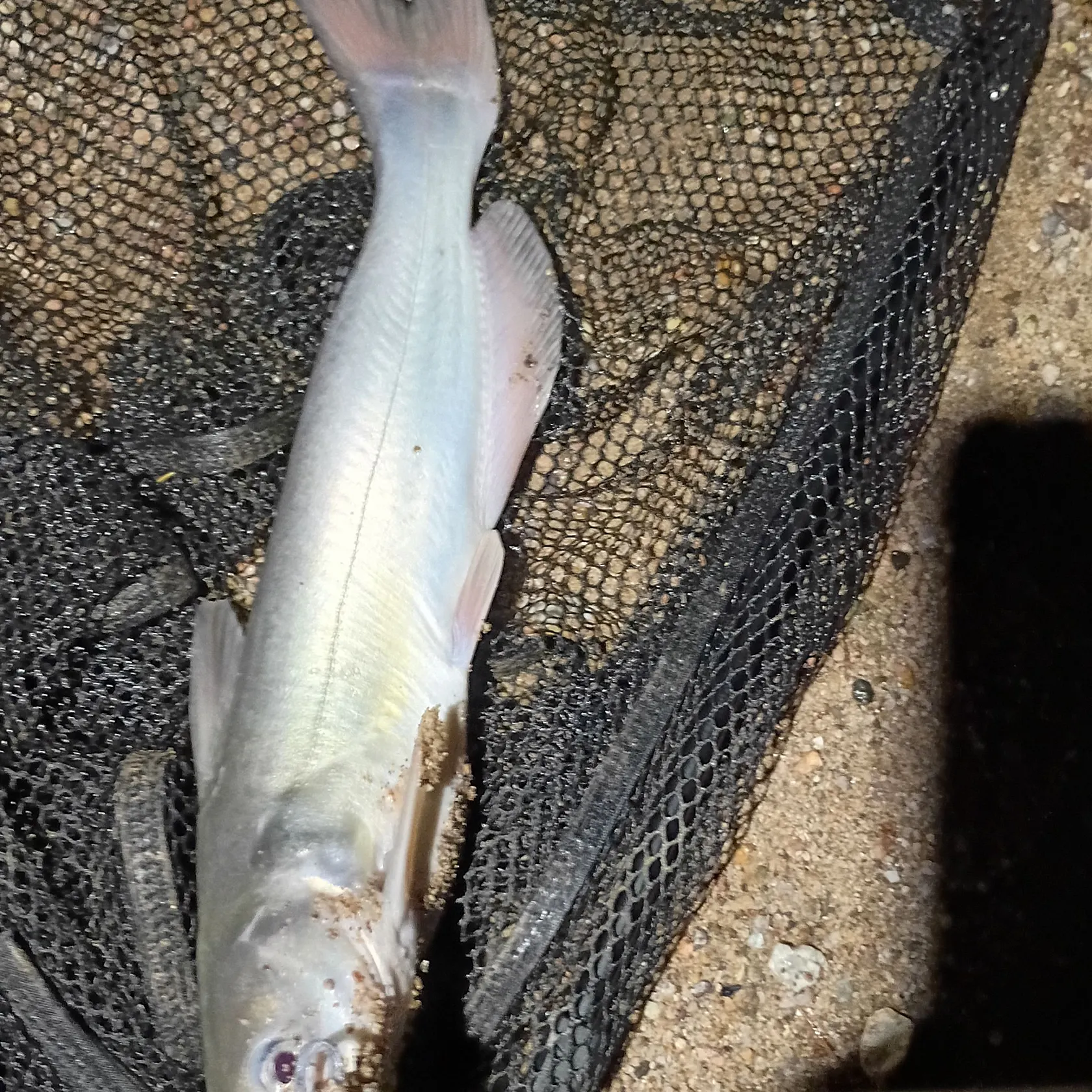 Channel catfish caught on Fishbrain