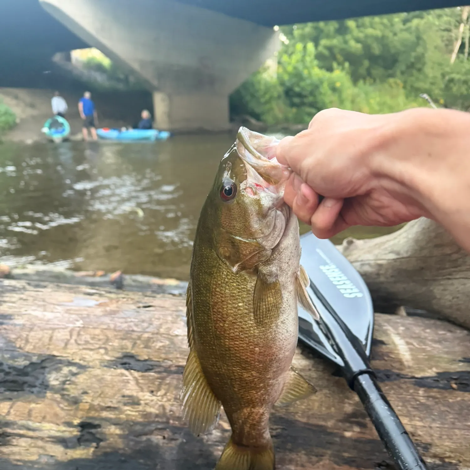 Smallmouth bass caught on Fishbrain