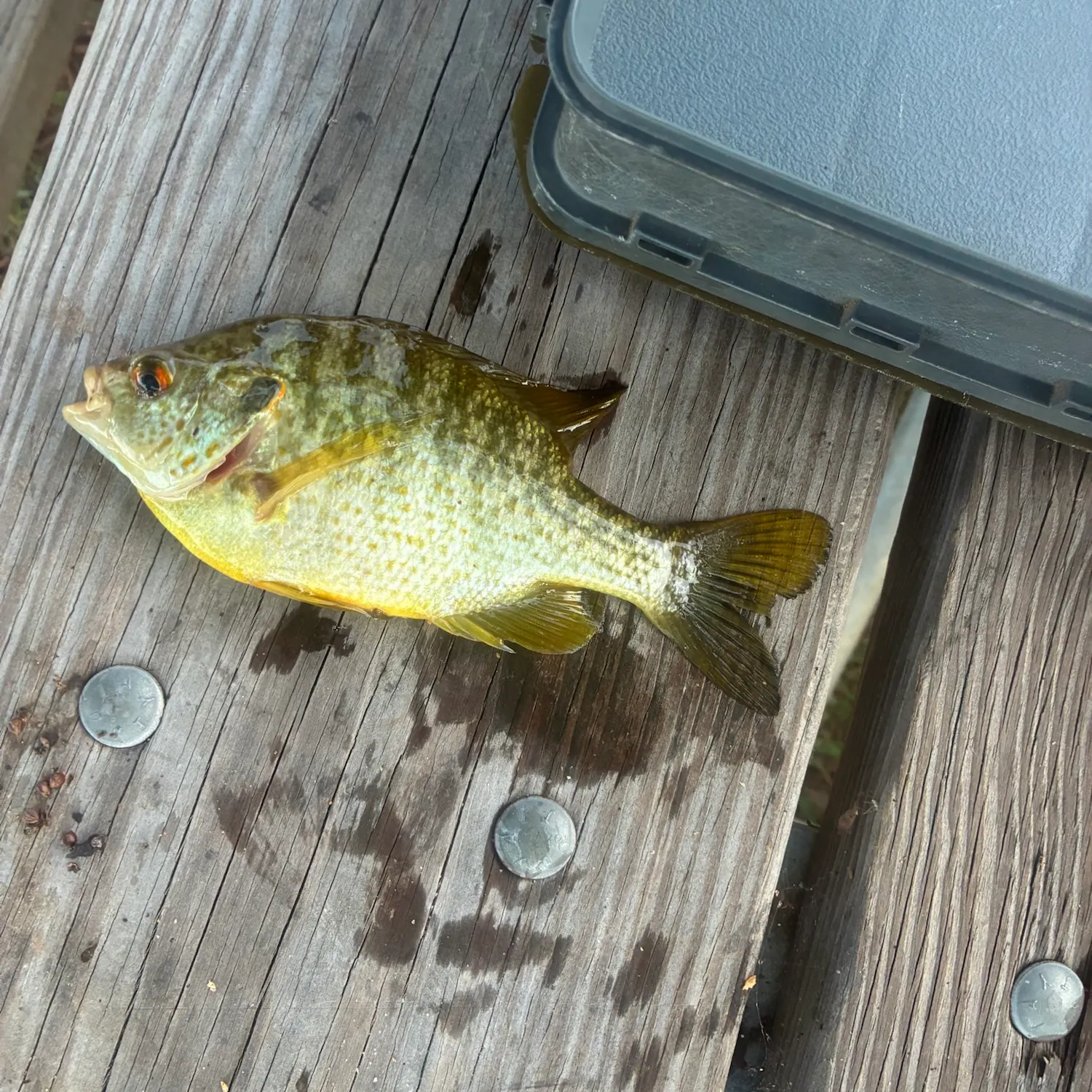 Pumpkinseed caught on Fishbrain