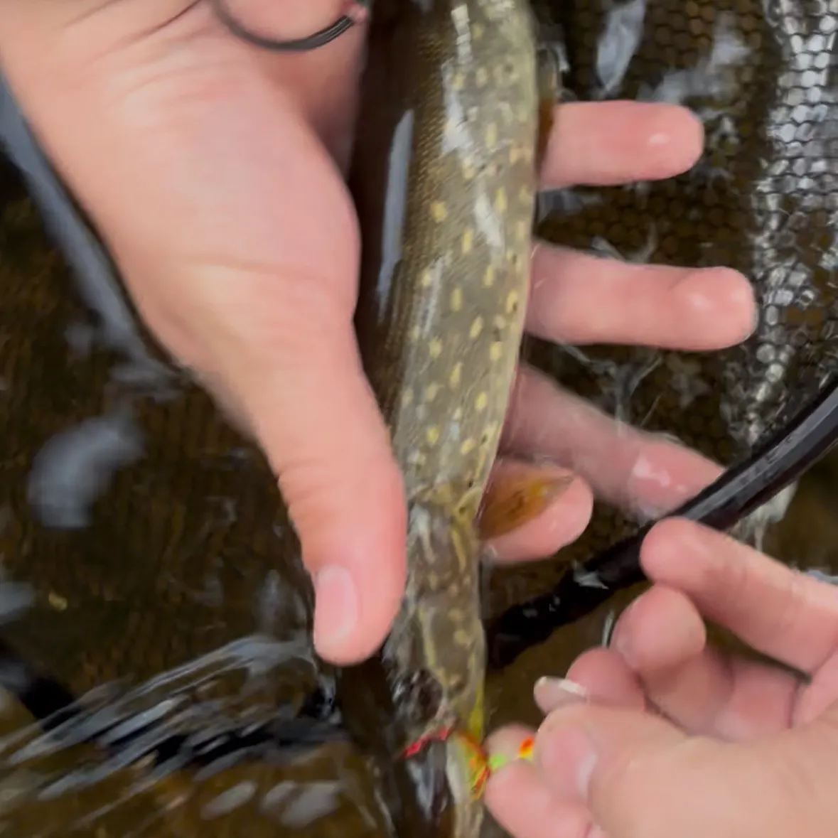 Northern pike caught on Fishbrain