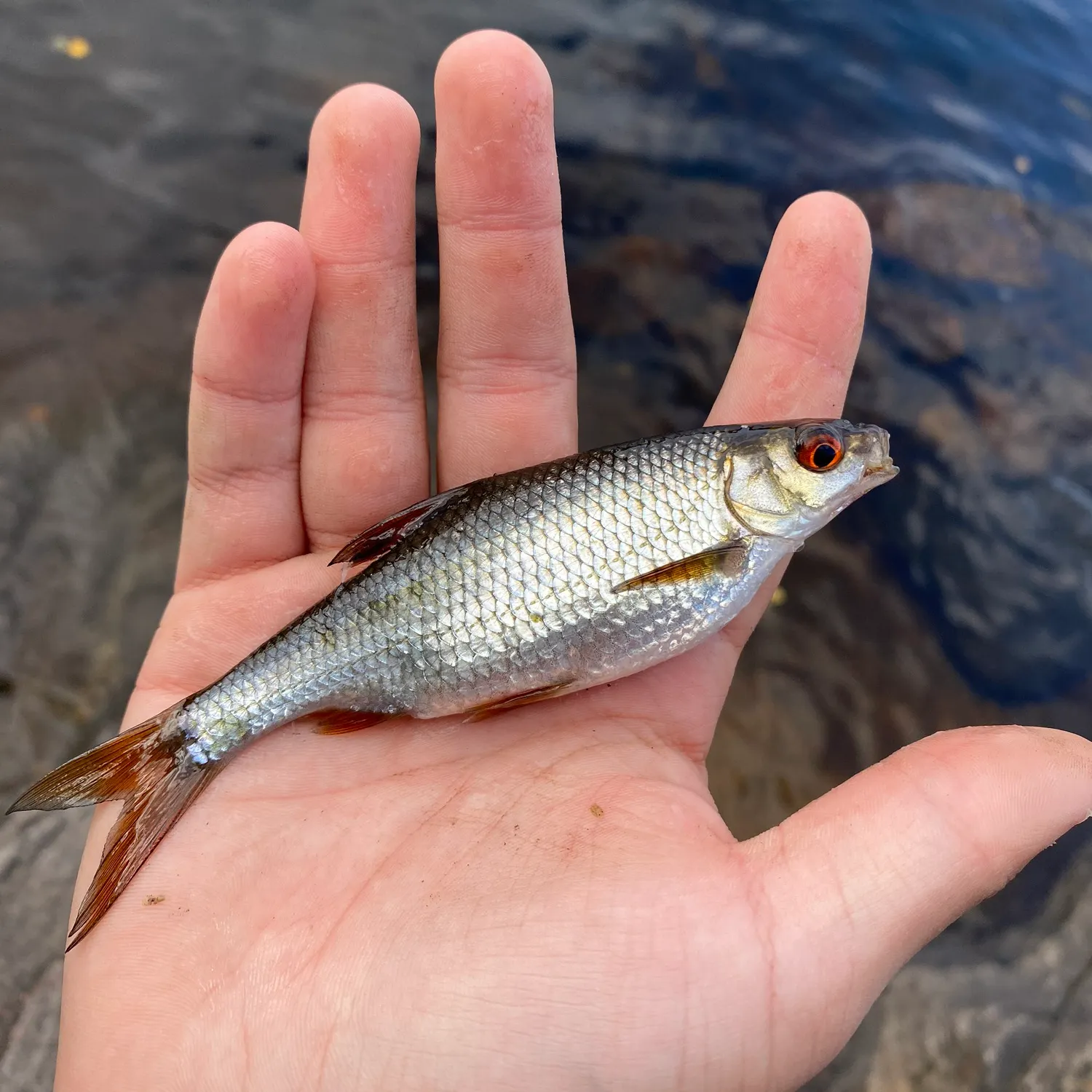 Common roach caught on Fishbrain