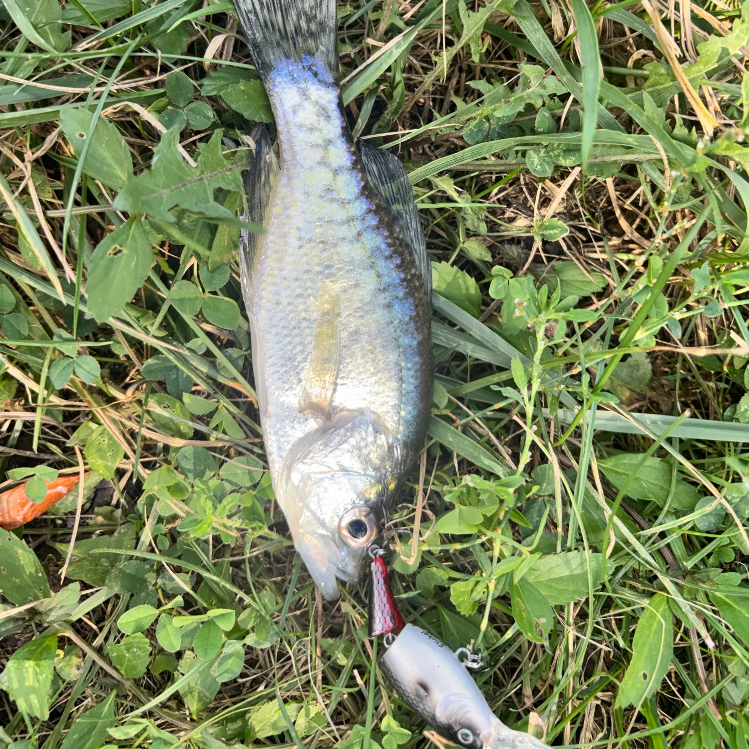White crappie caught on Fishbrain