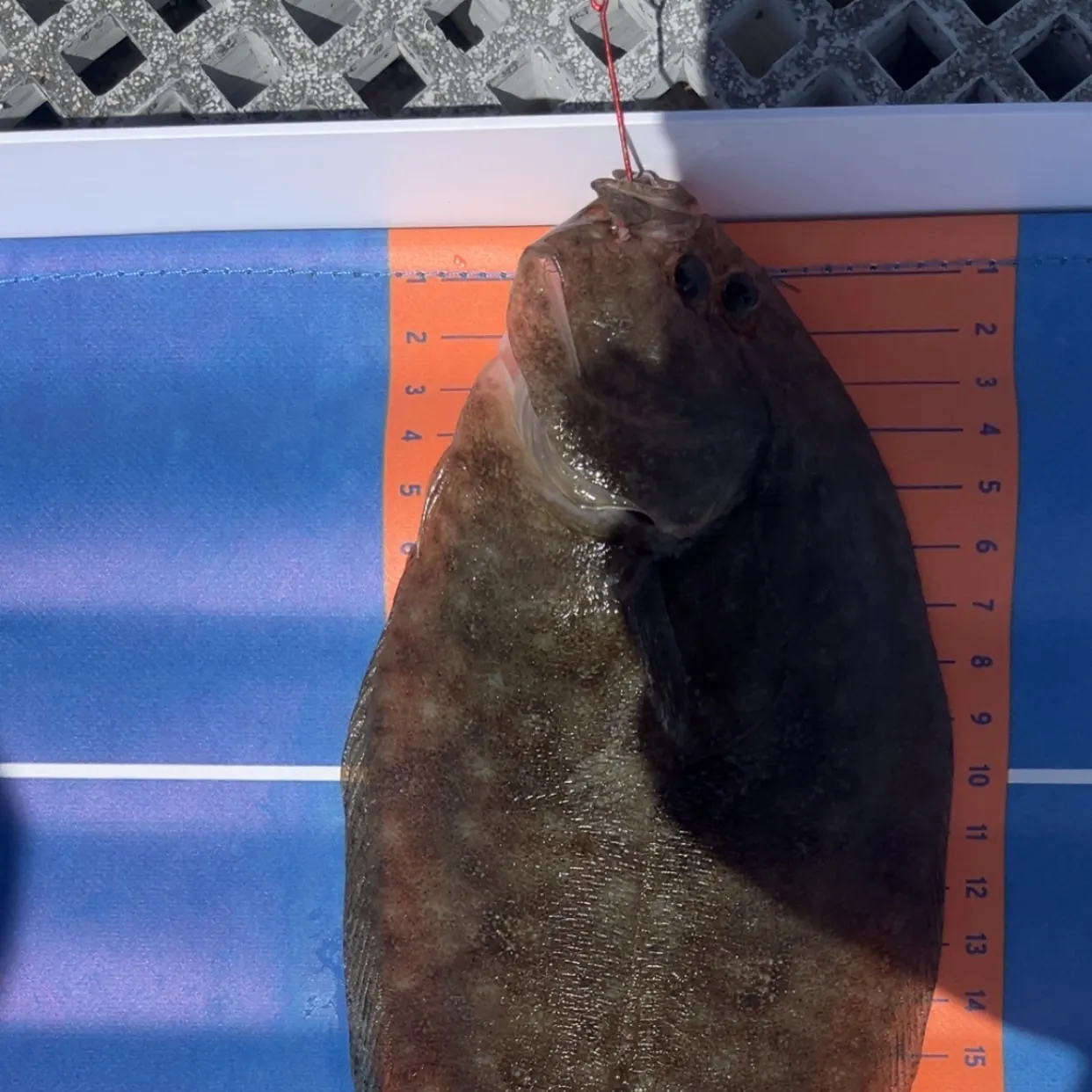 The most recent Summer flounder catches on Fishbrain