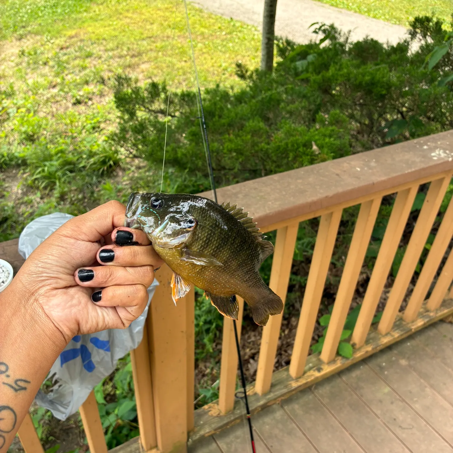 recently logged catches