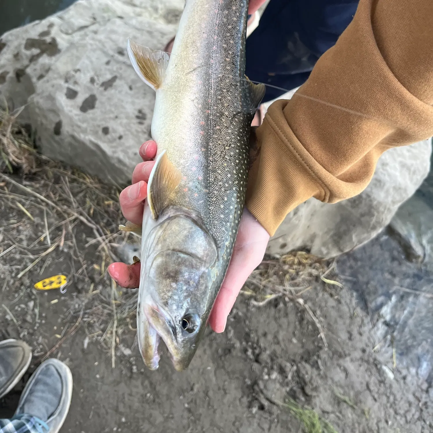 Bull trout caught on Fishbrain