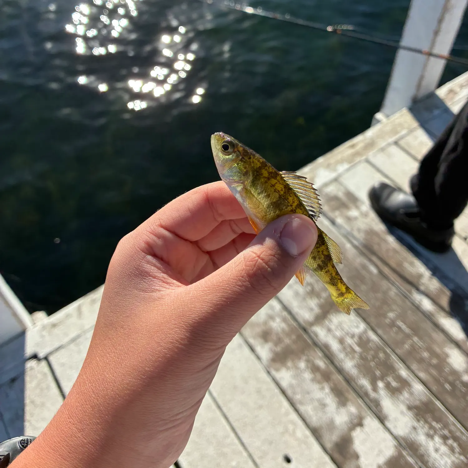 Yellow perch caught on Fishbrain