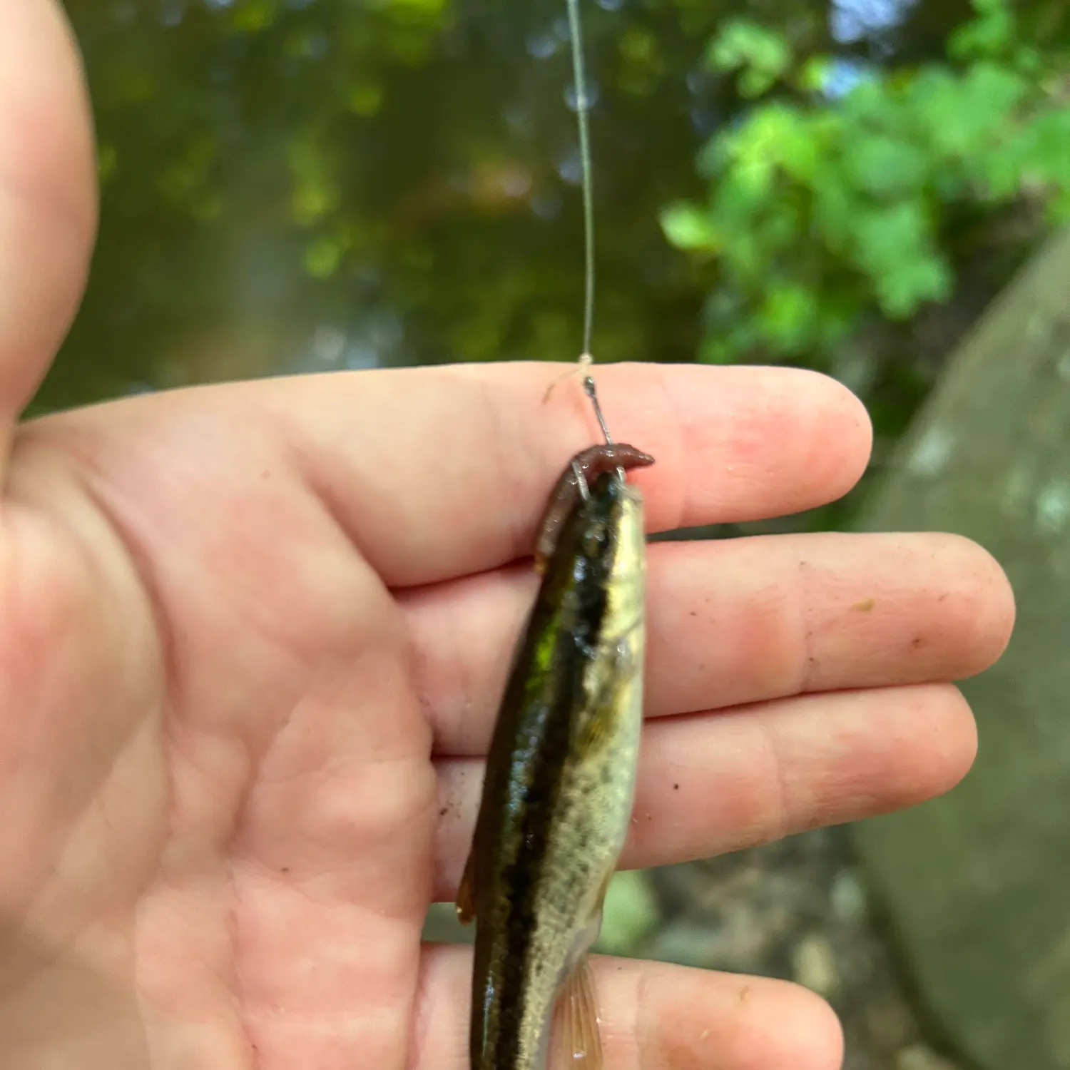 The most recent Bluntnose minnow catches on Fishbrain
