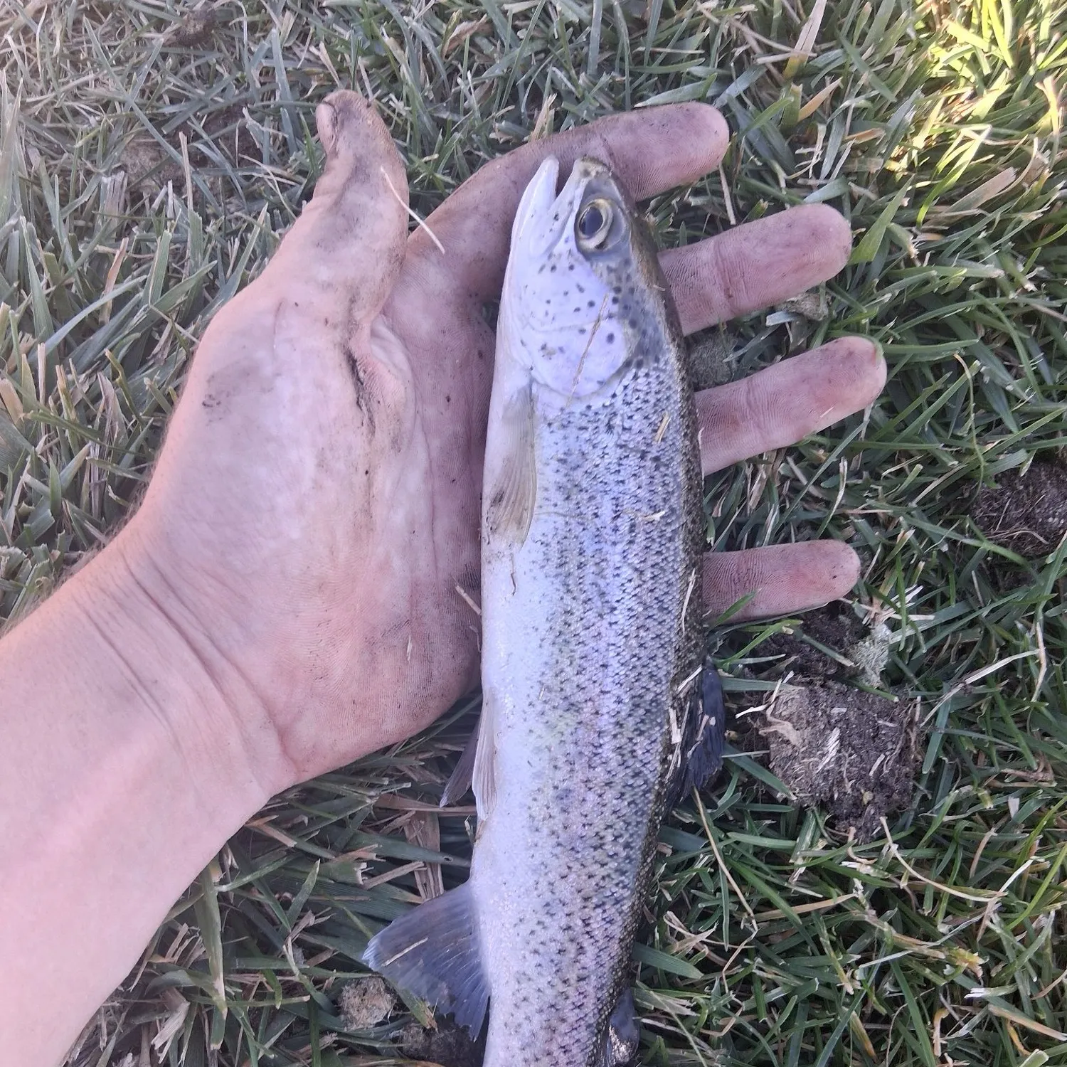 Rainbow trout caught on Fishbrain