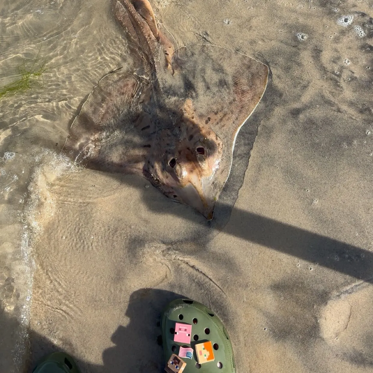 The most recent Clearnose skate catches on Fishbrain