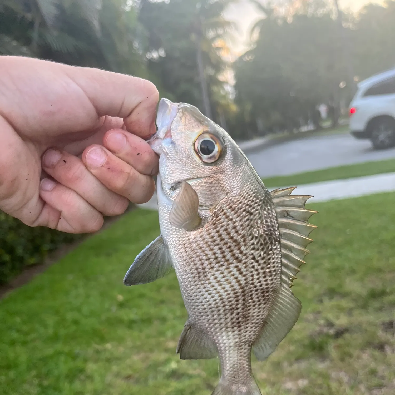 catch