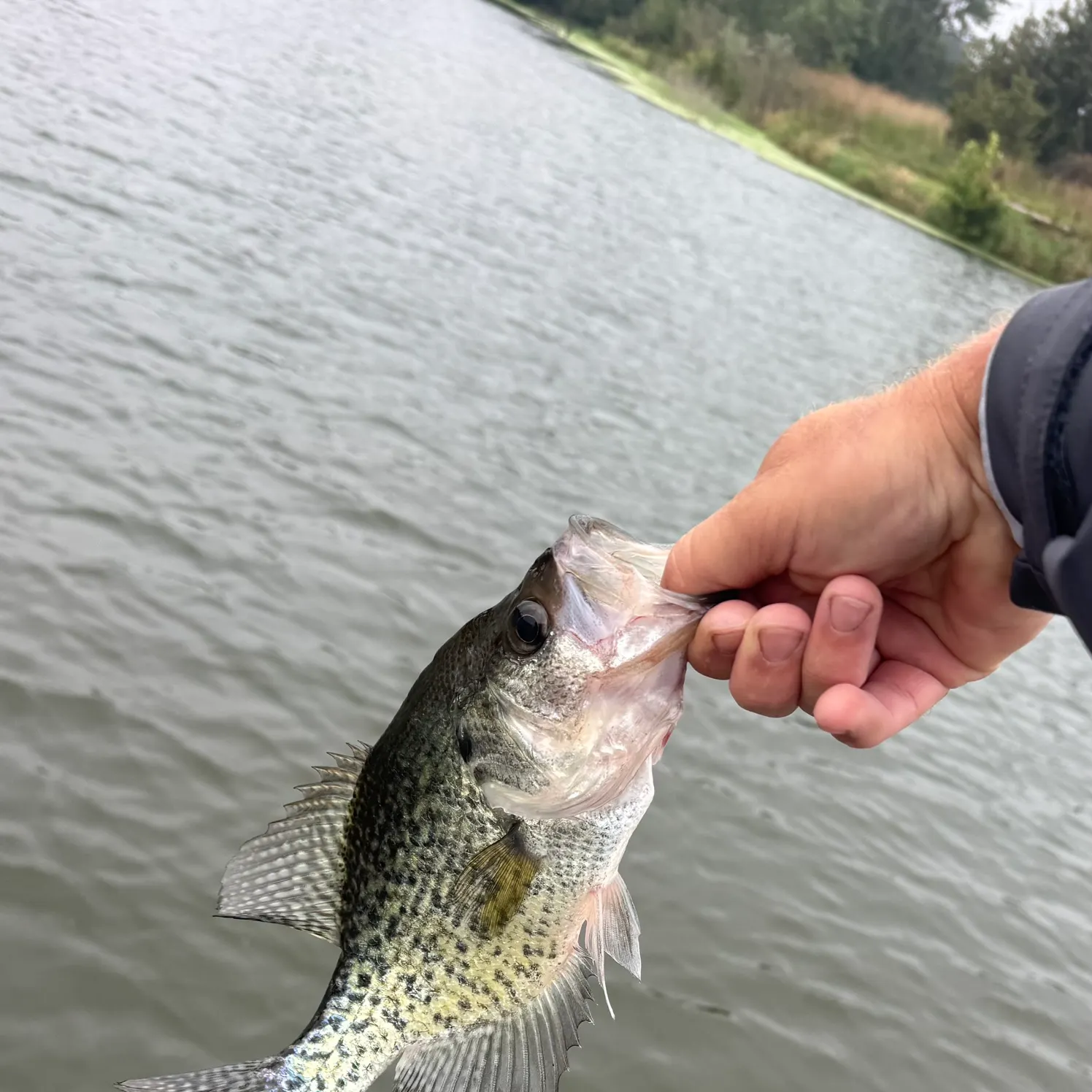 Black crappie caught on Fishbrain