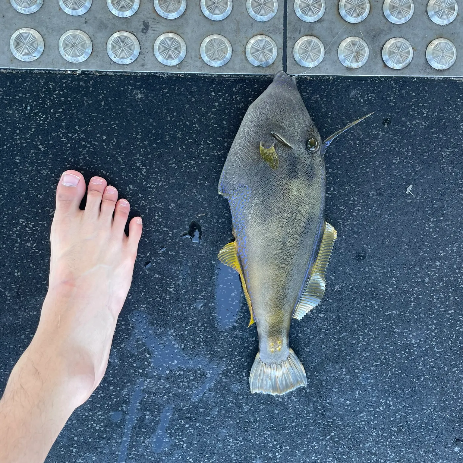 The most recent Large-scaled leatherjacket catches on Fishbrain