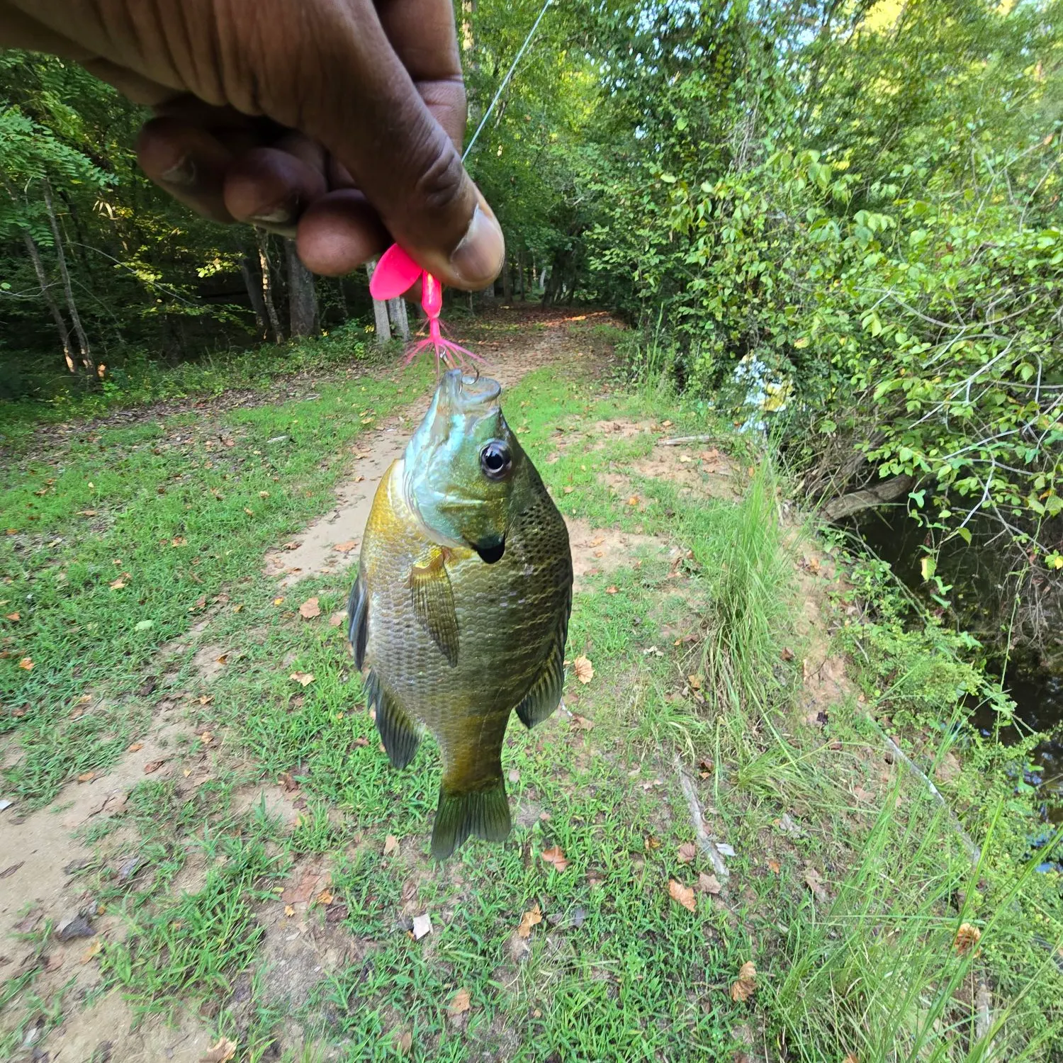 Bluegill caught on Fishbrain