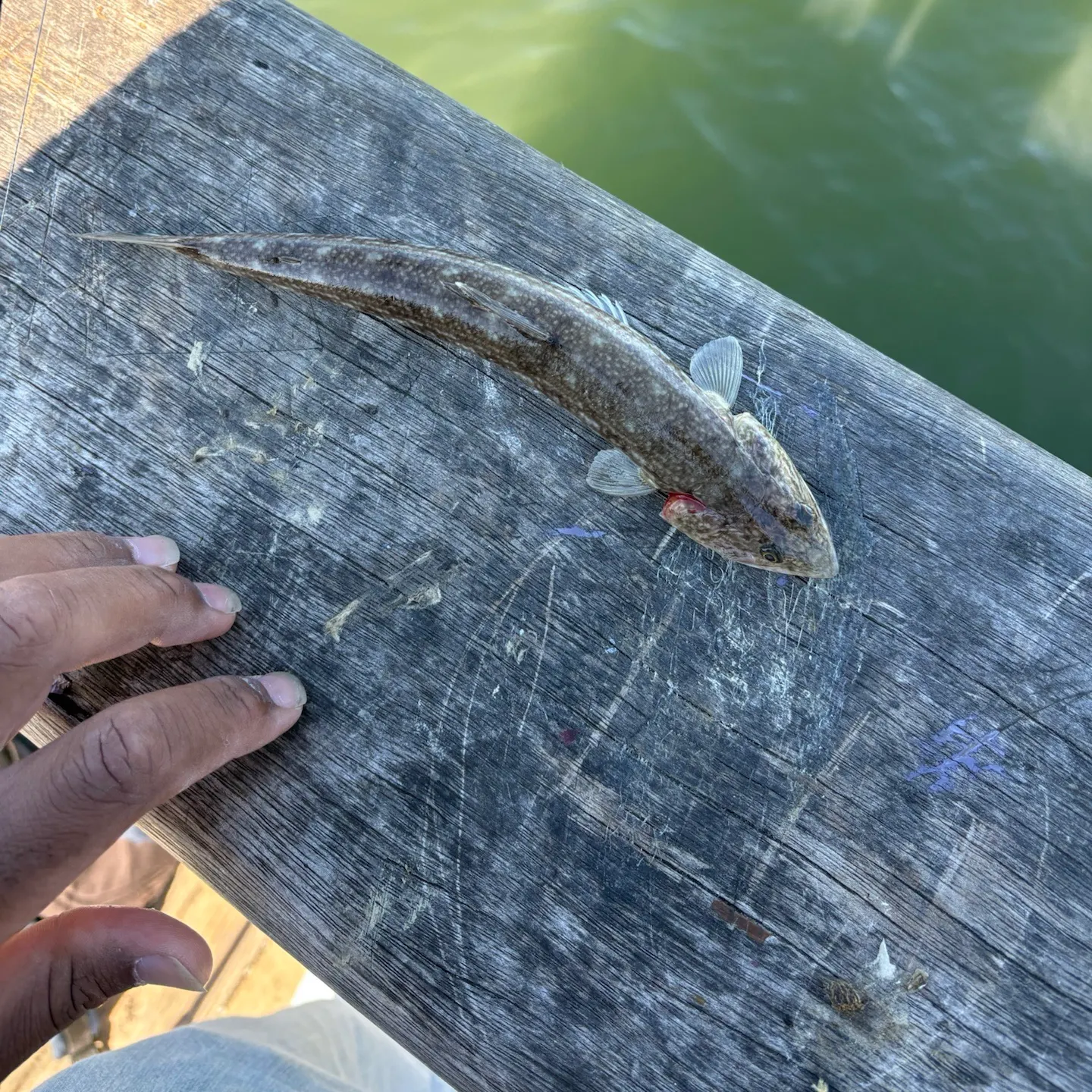 Inshore lizardfish caught on Fishbrain