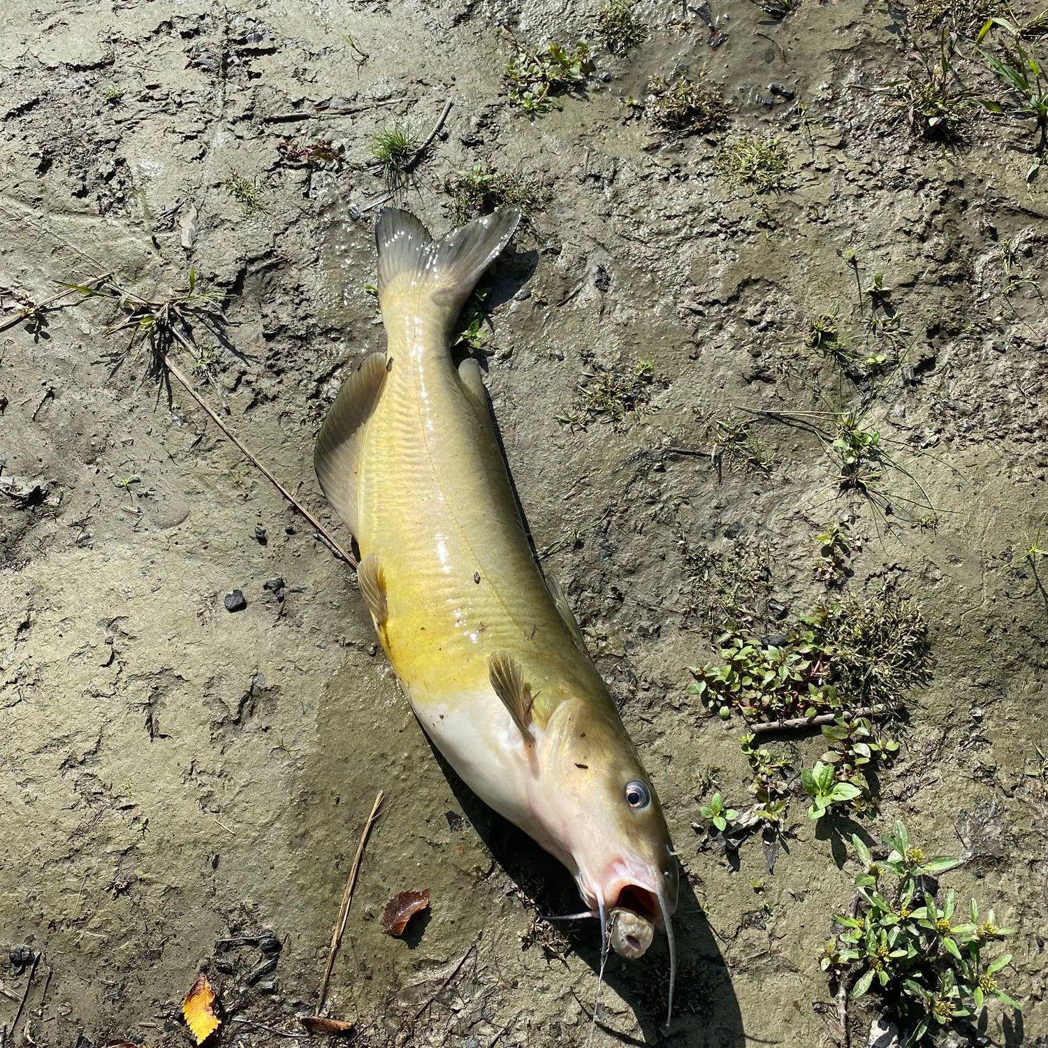 Channel catfish caught on Fishbrain