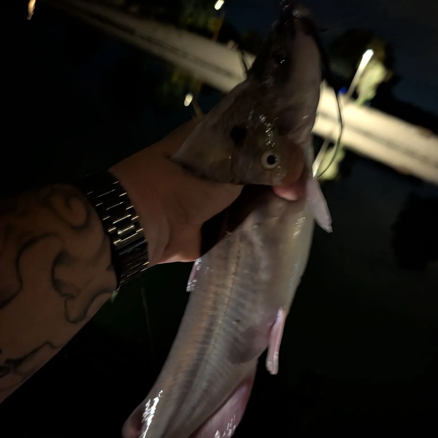 Channel catfish caught on Fishbrain