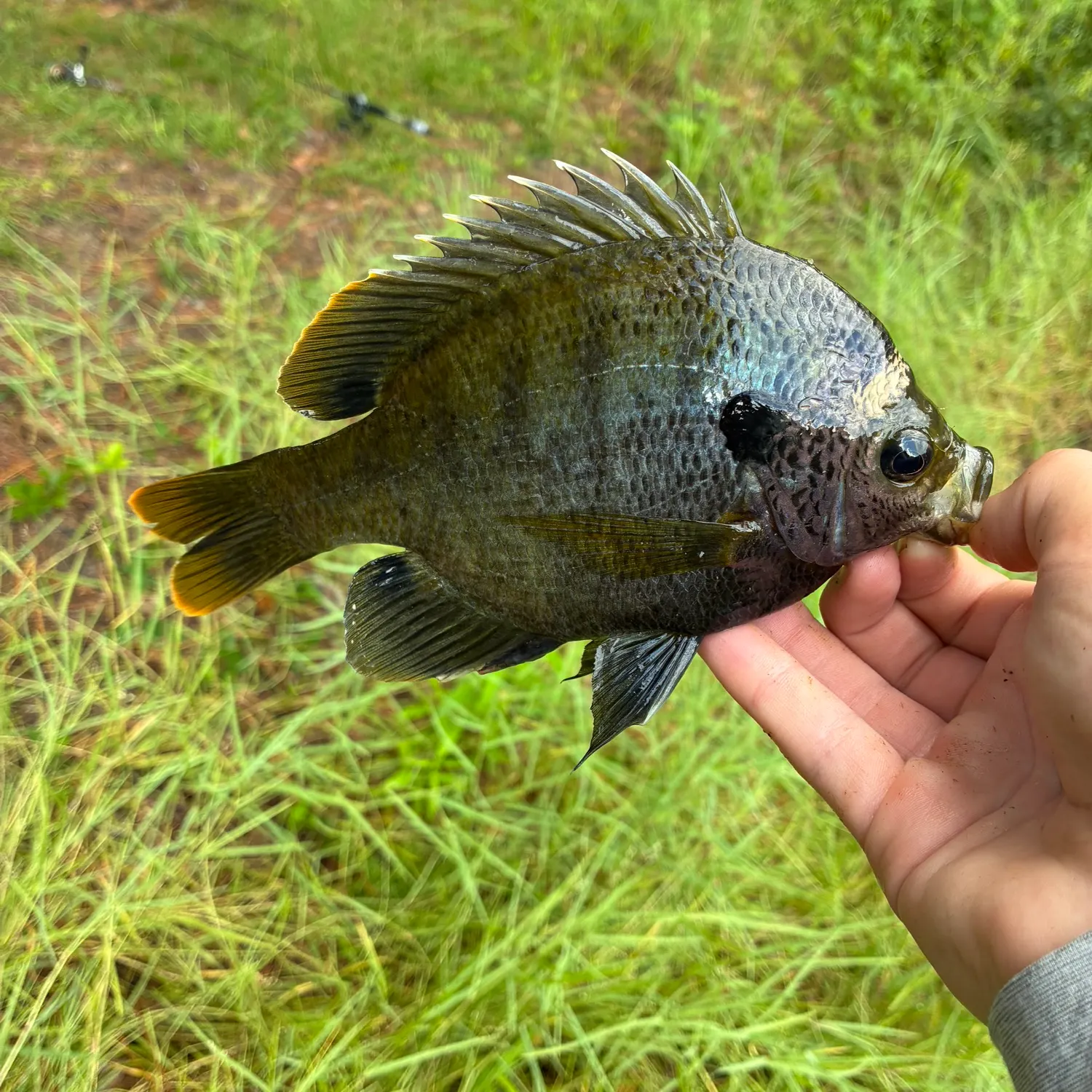 The most recent Coppernose bluegill catches on Fishbrain