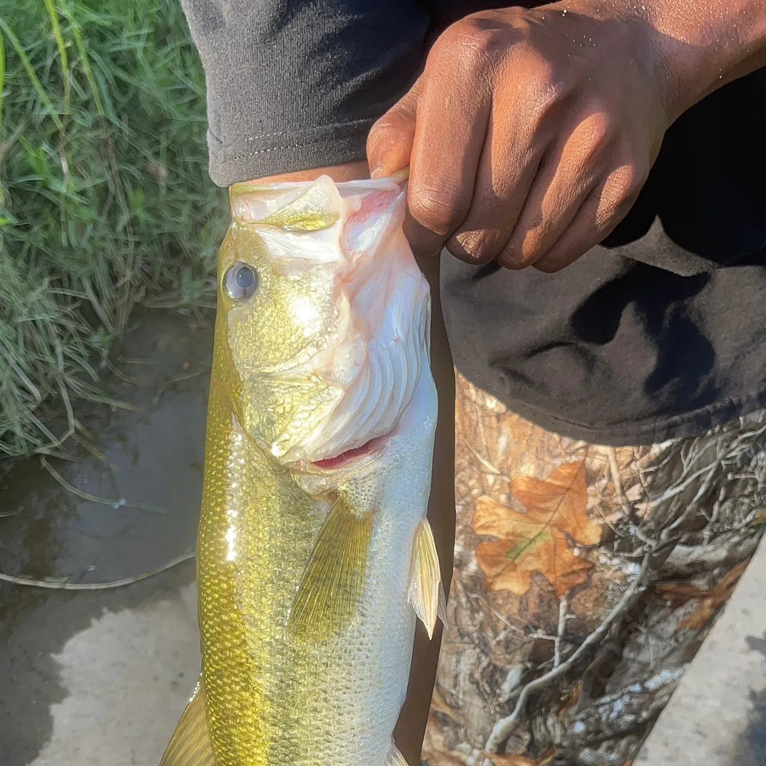 Largemouth bass caught on Fishbrain