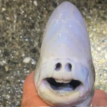 The most recent Painted sweetlips catches on Fishbrain