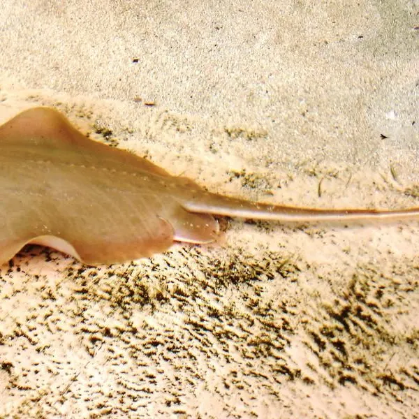 Atlantic stingray caught on Fishbrain