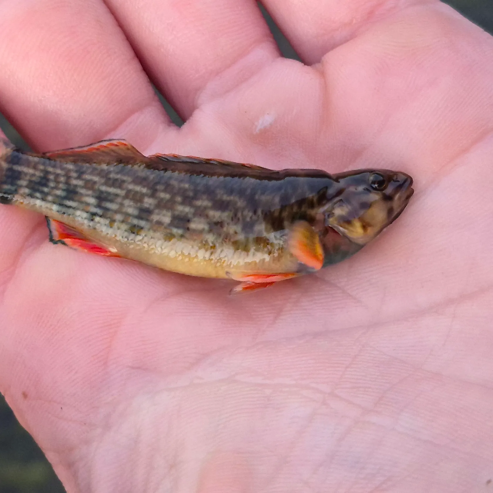 The most recent Redline darter catches on Fishbrain