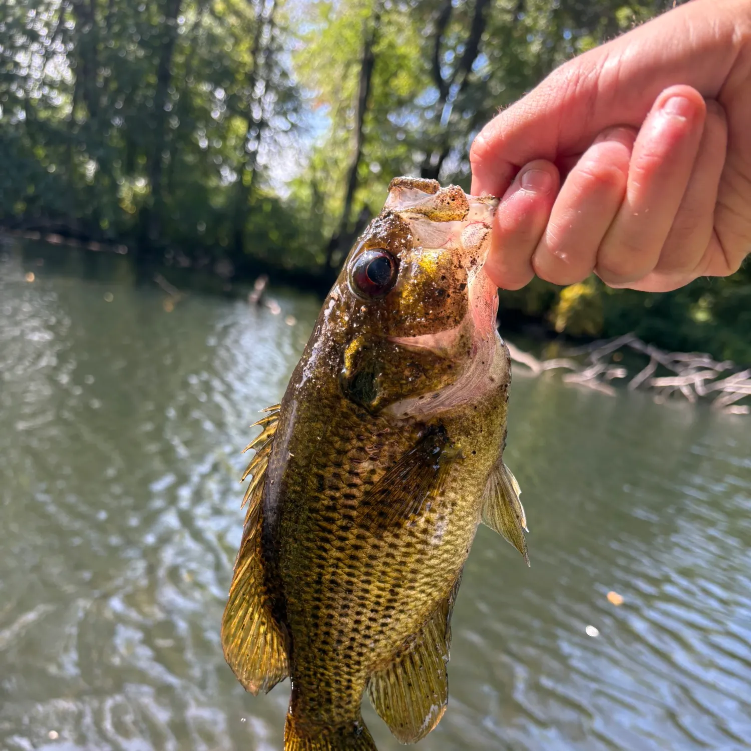 Rock bass caught on Fishbrain