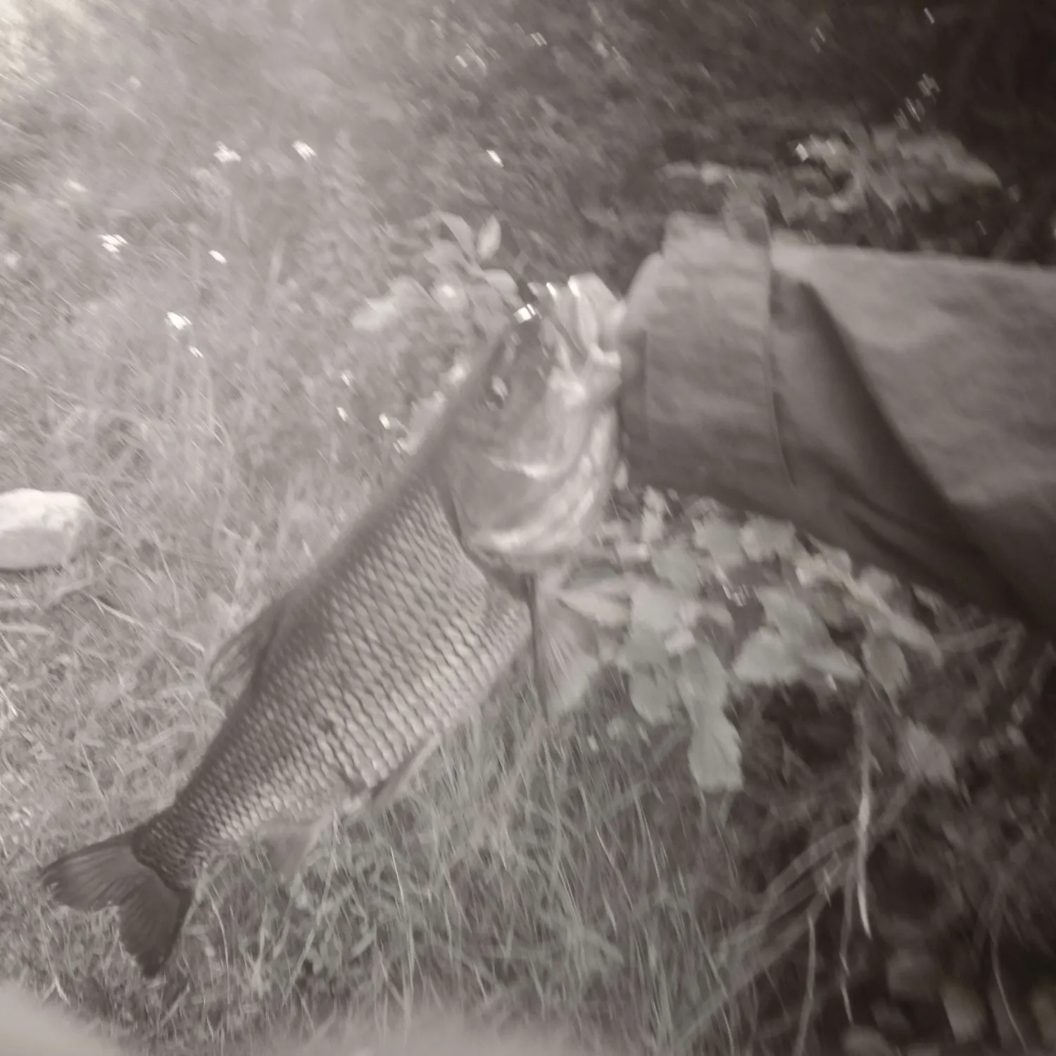 The most recent River redhorse catches on Fishbrain