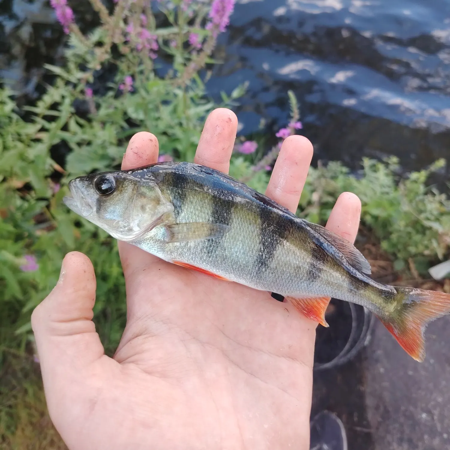European perch caught on Fishbrain