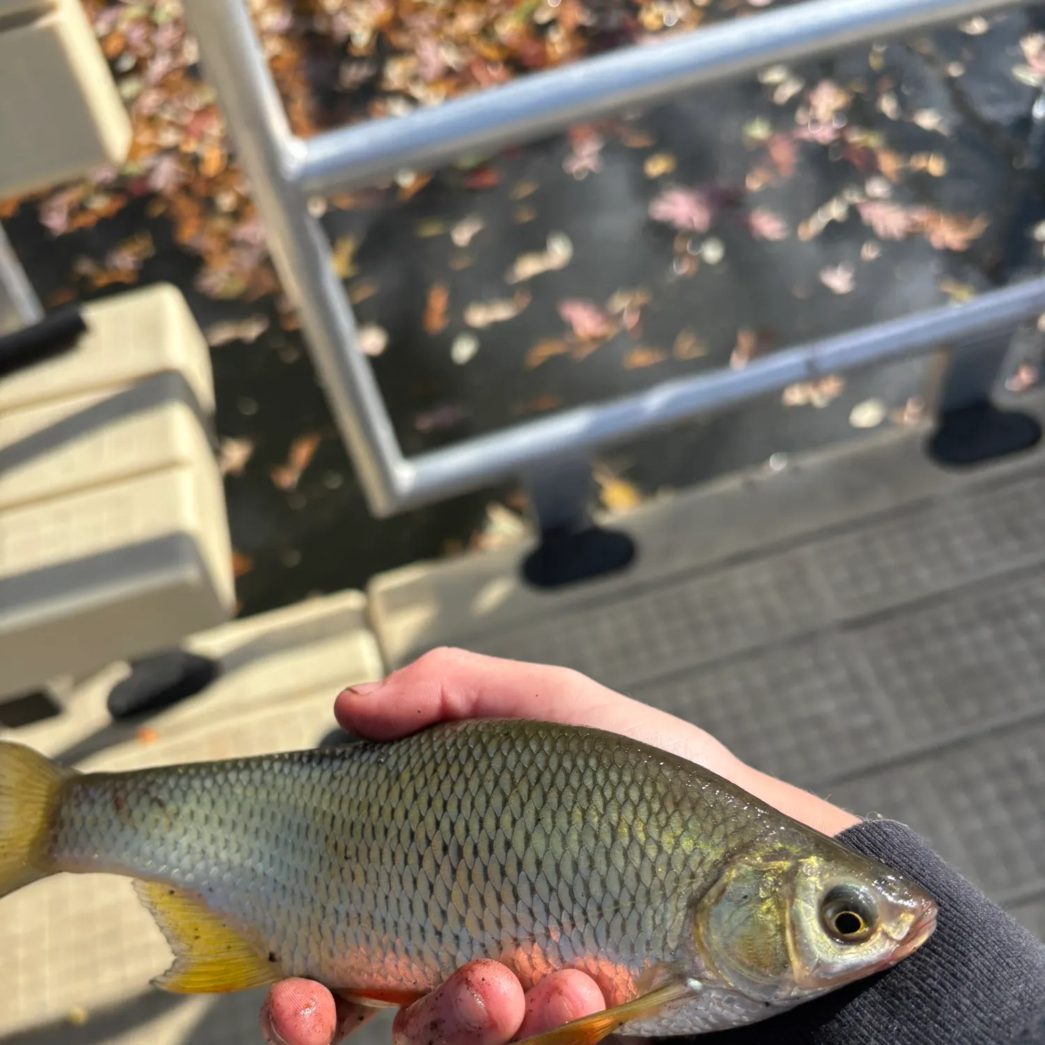 The most recent Golden shiner catches on Fishbrain