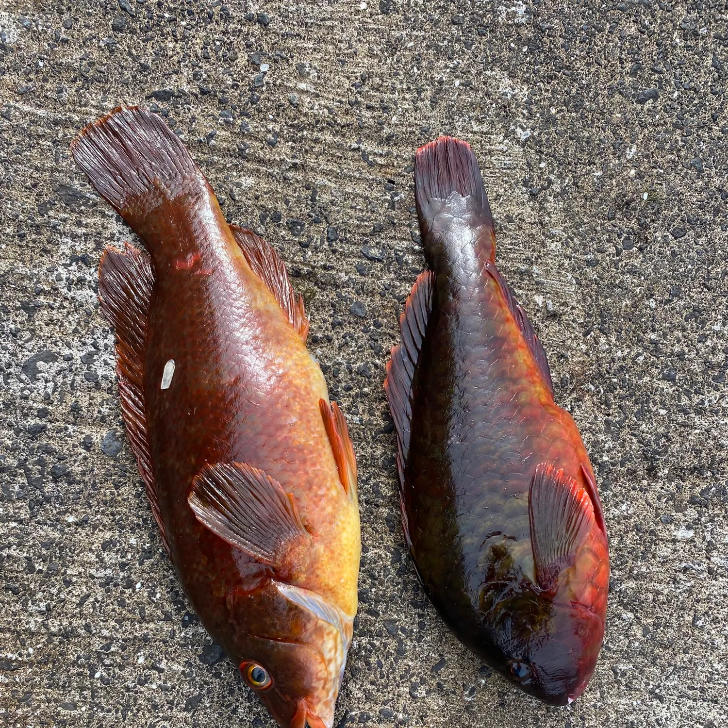 Ballan wrasse caught on Fishbrain