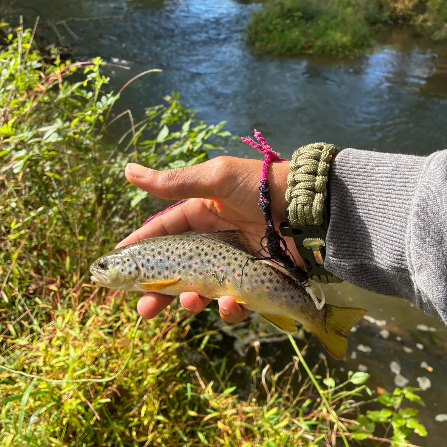 Brown trout caught on Fishbrain