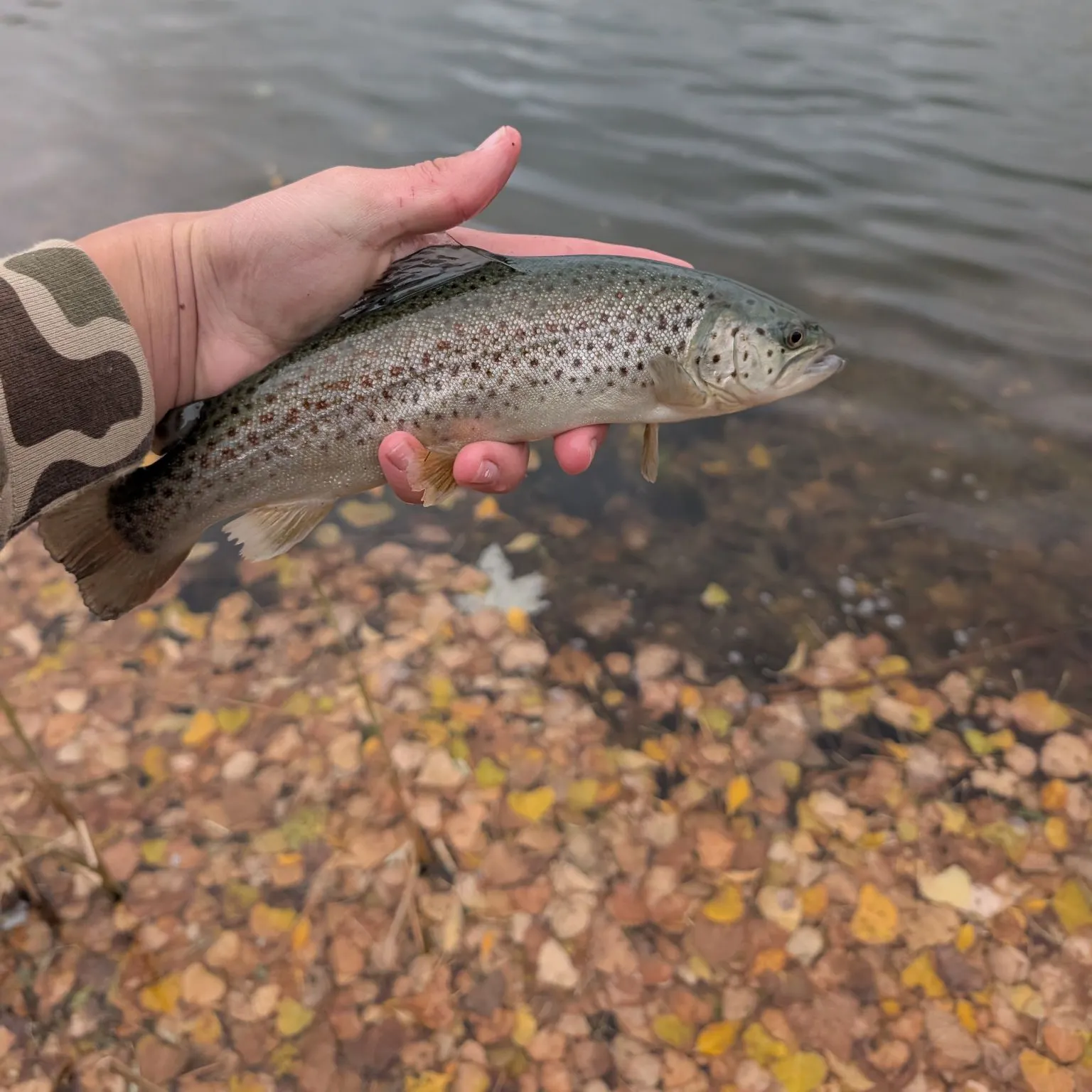 The most recent Sea trout catches on Fishbrain