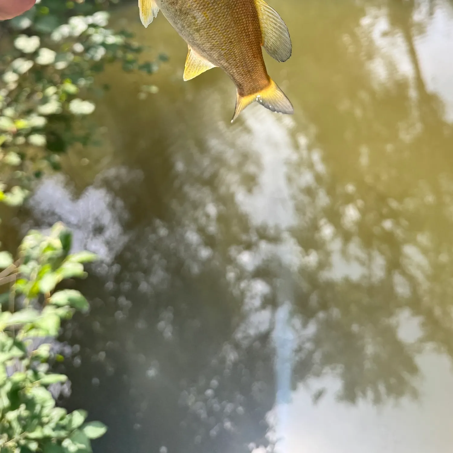 Smallmouth bass caught on Fishbrain