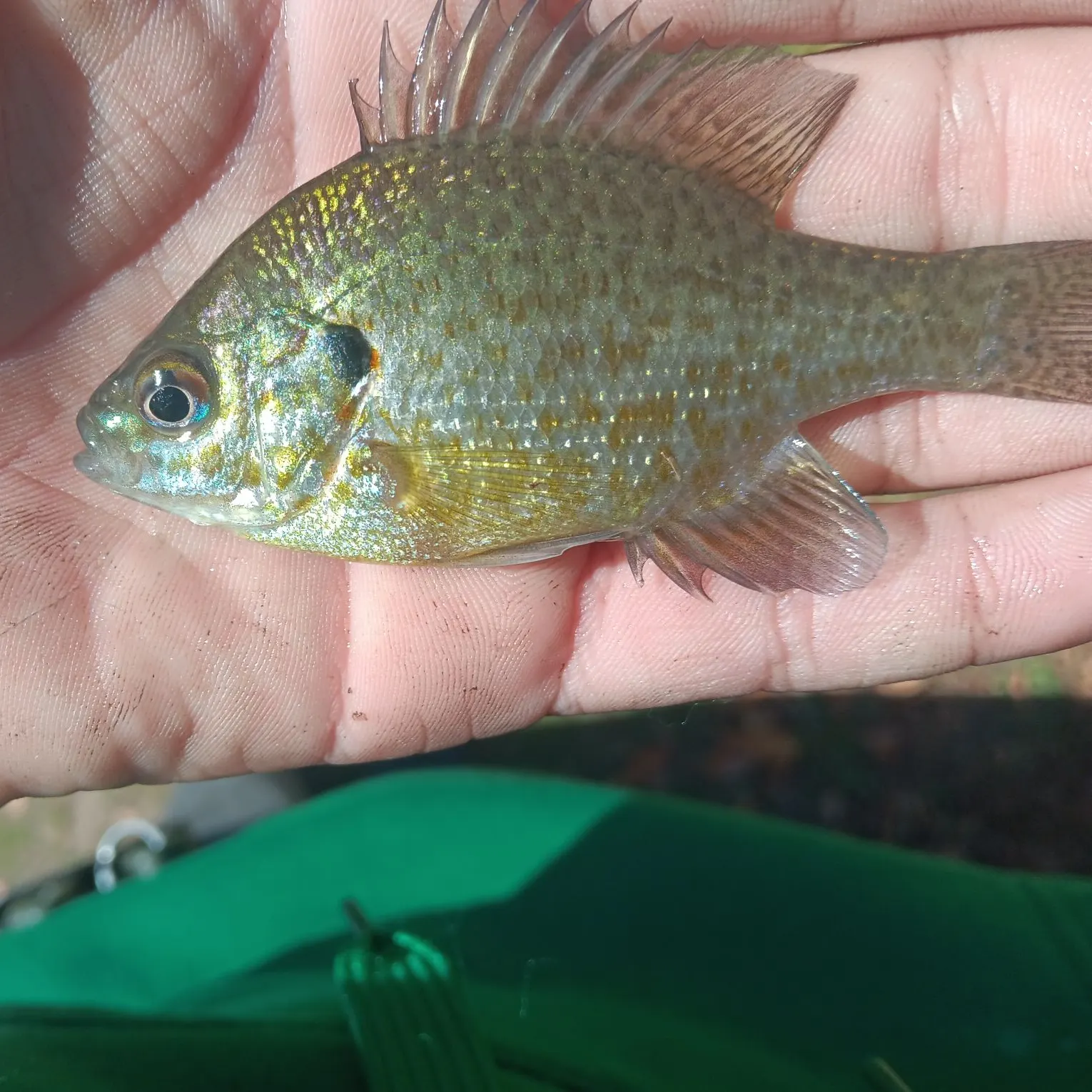 Greengill hybrid caught on Fishbrain