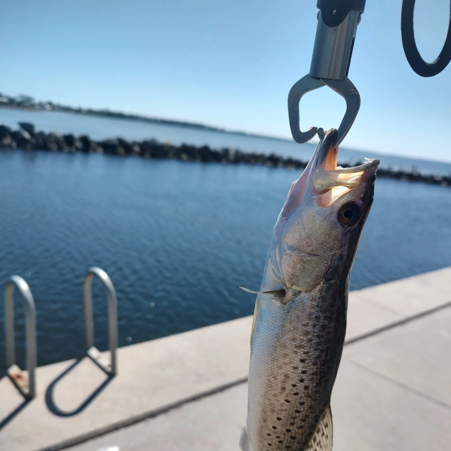 Spotted seatrout caught on Fishbrain
